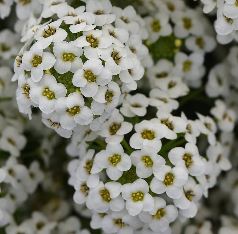 Lobularia Easy Breezy: White J P Bartlett s Wholesale Greenhouse