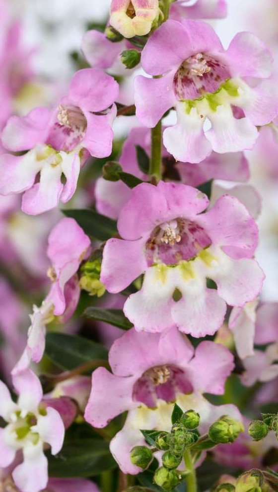 Angelonia- Alonia Big: Pink Bicolor - J.P. Bartlett's Wholesale Greenhouse