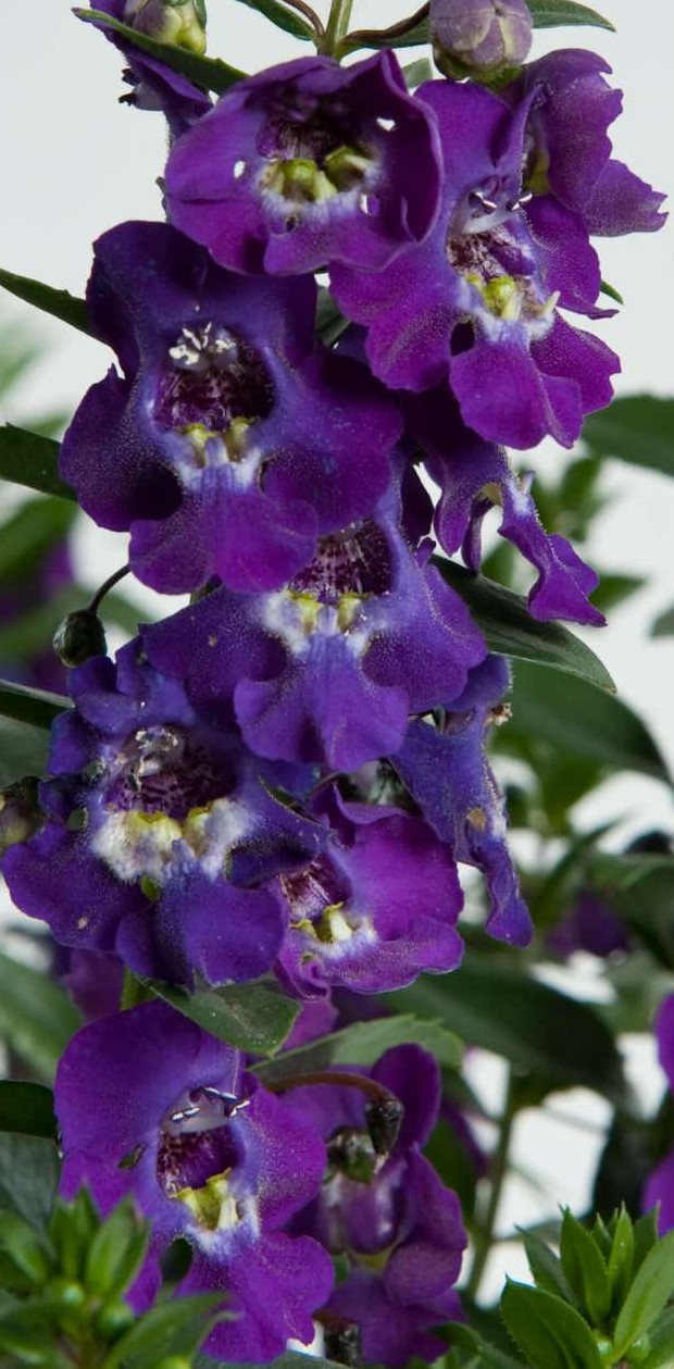 Angelonia- Alonia Big: Blue - J.P. Bartlett's Wholesale Greenhouse