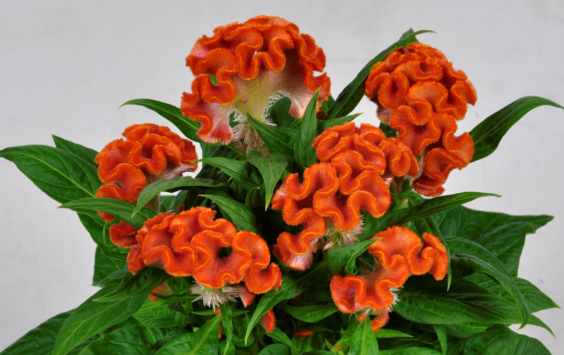 Celosia- Twisted Dark Orange - J.P. Bartlett’s Wholesale Greenhouse