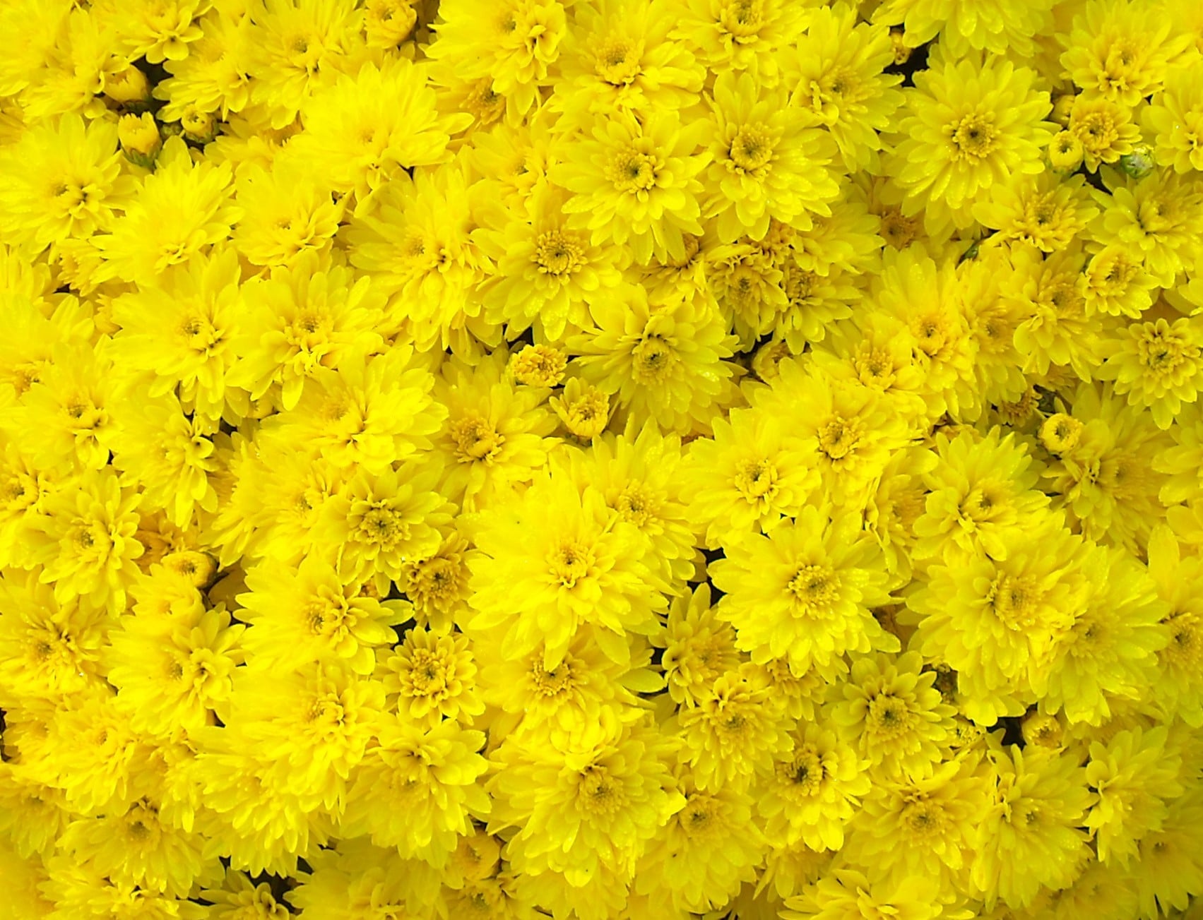 Garden Mum- Conaco: Yellow - J.P. Bartlett's Wholesale Greenhouse