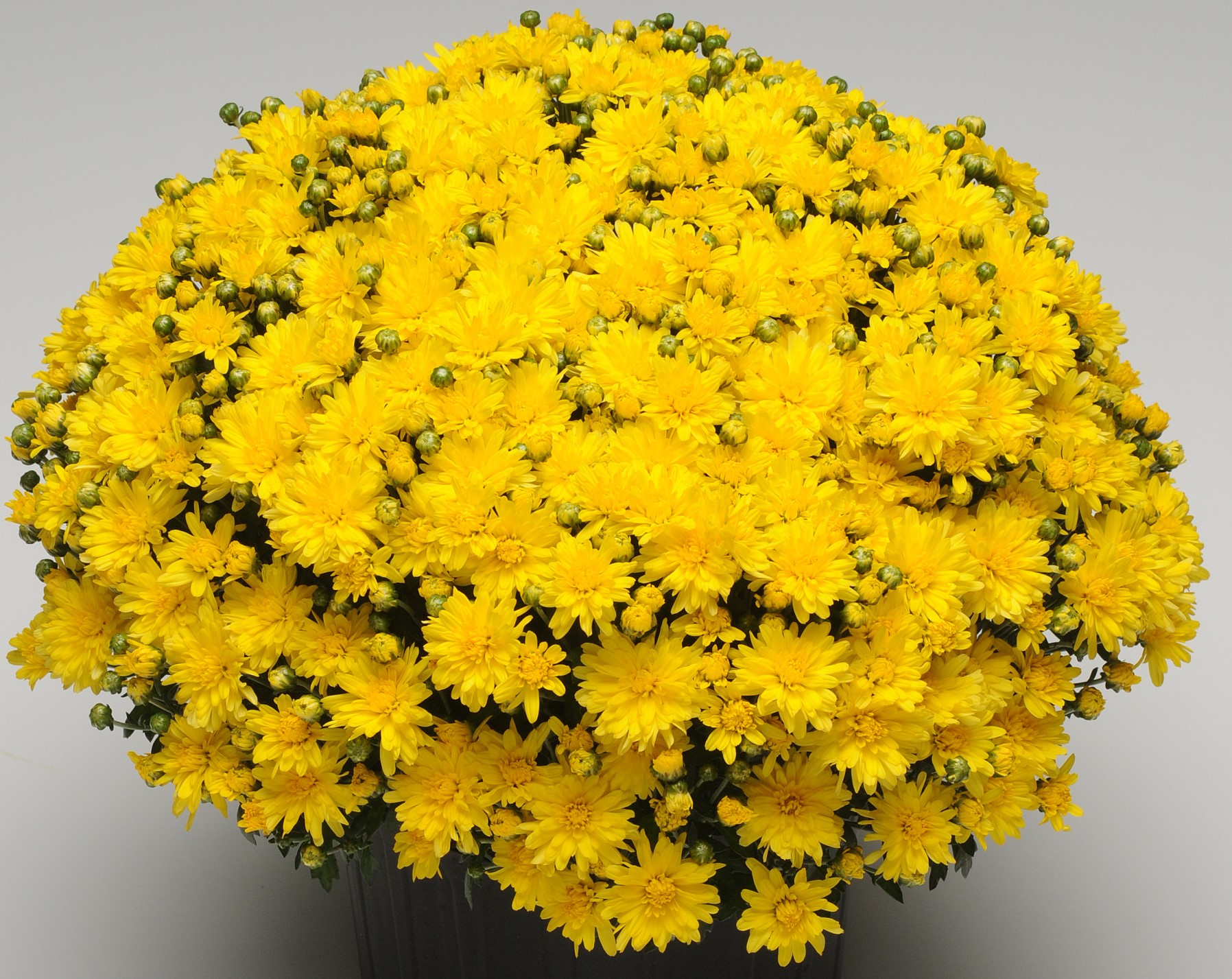 Garden Mum Stellar Yellow J.P. Bartlett's Wholesale Greenhouse