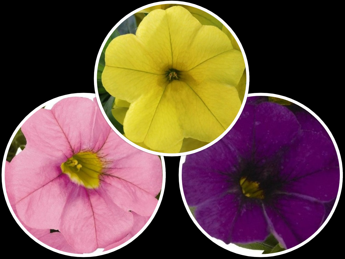 Mid Season Combo Confetti Garden Hawaiian Color Clash J.P