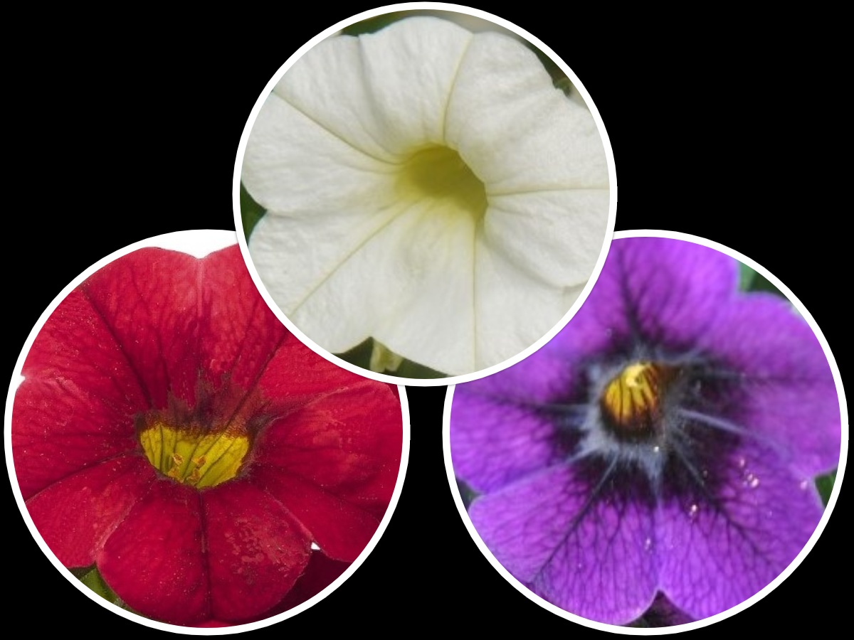 Mid Season Combo Confetti Garden Hawaiian Country J.P. Bartlett's