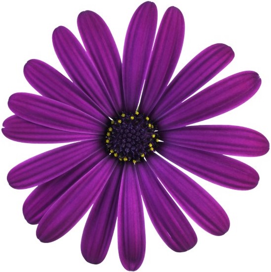 Osteospermum Akila Grand Canyon Mix Seeds