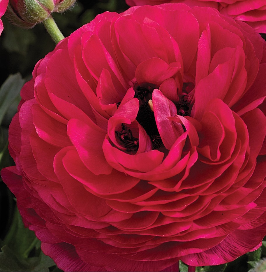 Rose Mapula Bowl- Ranunculus Mache: Rose - J.P. Bartlett's Wholesale Greenhouse