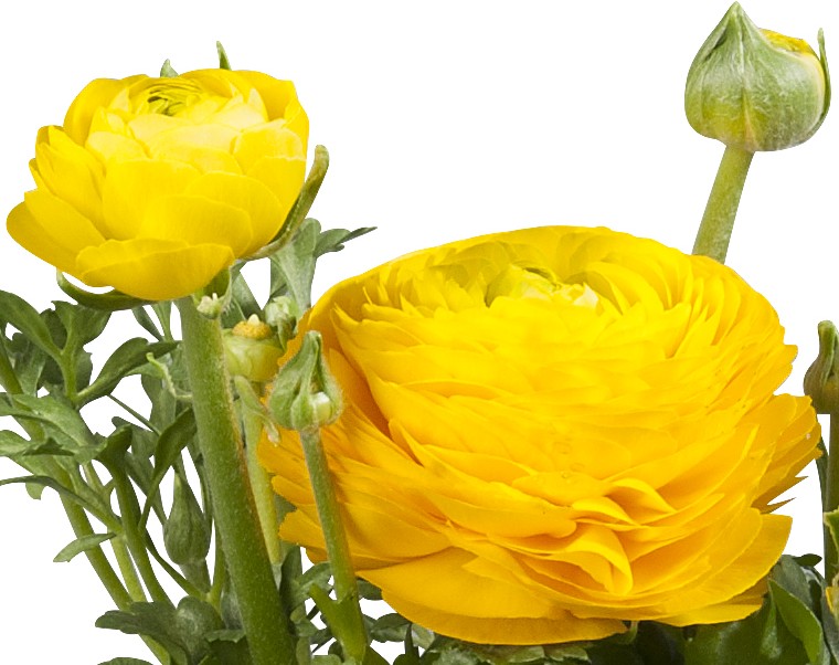 Ranunculus- Sprinkles Dwarf: Yellow - J.P. Bartlett's Wholesale Greenhouse
